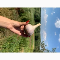 Продам товарний часник 3