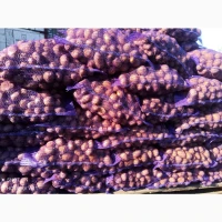 Картофель посадочный Колумба аризона, Королева Анна