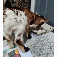 Козлик камерунец