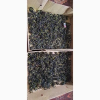 Продам насіння плюща