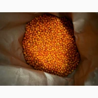 Продам обліпиху заморожену 20т