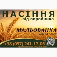 Насіння / озима пшениця / Астарта, Богдана, Подолянка, Мальованка (еліта)