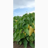 Перець Хаскі F1 від виробника