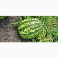 Продам арбуз топган