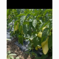 Продам перець ХАСКІ -Амарок