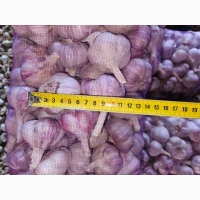 Продам часник сорт любаша 1 репродукція