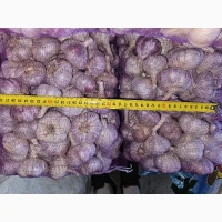 Продам часник сорт любаша 1 репродукція