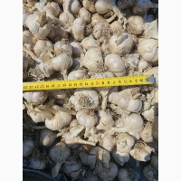 Продам часник сорт любаша 1 репродукція