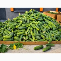 Продам польові огірки несорт - 25 грн/кг