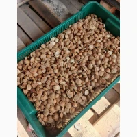 Продам кісточку абрикоса