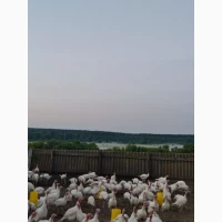 Індича тушка (Вільний вигул) продам опт роздріб