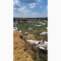 Індича тушка (Вільний вигул) продам опт роздріб