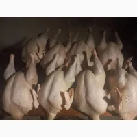 Індича тушка (Вільний вигул) продам опт роздріб