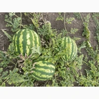 Продам кавун Продюсер в Уманському районі