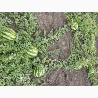 Продам кавун Продюсер в Уманському районі