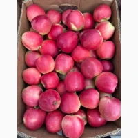 Продам яблука Гала