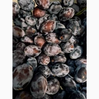 Продам сливи медові прямо із саду!!! Сорт Угорка( можливий опт)