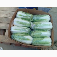 Продам Пекінську капусту