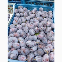 Продам сливу Стенлей