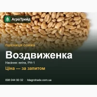 Воздвиженка - озима пшениця Іванівська ДСС: посівне насіння еліта, РН-1
