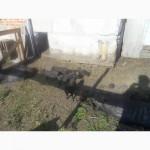 Продам поросят, вьетнамской вислобрюхой породы