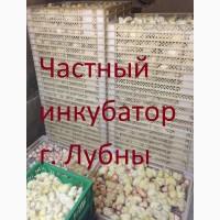 Суточные цыплята бройлера КОББ 500, РОС 308