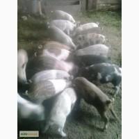 Продам поросят
