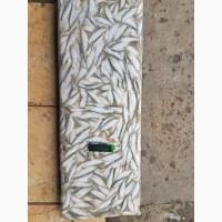 Азовский бычок, хамса, тюлька оптом