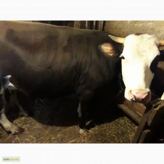 Продам корову недорого