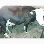 Продам корову недорого