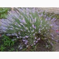 Саженцы и кусты Лаванды сорта Дварф Блю