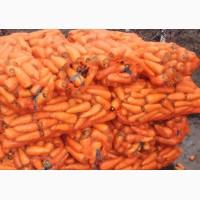 Продам марковь сорт абако