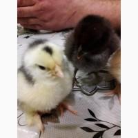 Продам цыплят смешанных пород