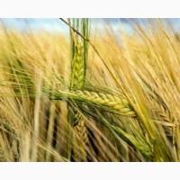 Закупівля ячміня. Самовивіз за домовленістю