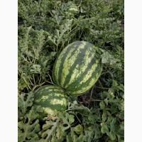 Продам арбуз машинными нормами от производителя