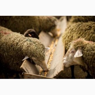 Продам овец откорм и котных