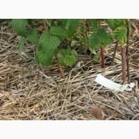 Солома для мульчування