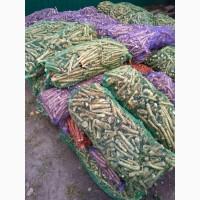 Продам корінь хрону. Ціна договірна