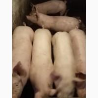 Продам свиней живым весом