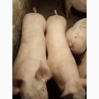 Продам свиней живым весом