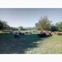 Продам отару овец 140голов