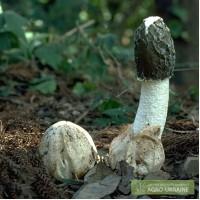 Продам гриб Веселка (свежие, настойка)