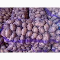 Продам картофель