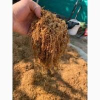 Тютюн порізка лапшою Берлі, Вірджінія, Дюбек. махорки нема нєма