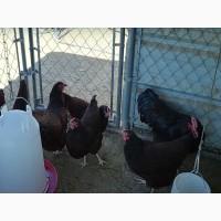 Інкубаційне яйце, курчата, Род-Айленд білий, червоний. Оплід хороший