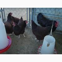 Інкубаційне яйце, курчата, Род-Айленд білий, червоний. Оплід хороший