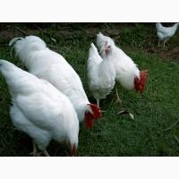 Інкубаційне яйце, курчата, Род-Айленд білий, червоний. Оплід хороший