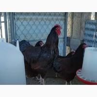 Інкубаційне яйце, курчата, Род-Айленд білий, червоний. Оплід хороший