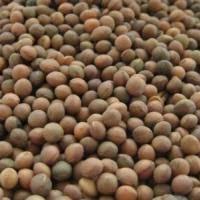Продам насіння віки ярої