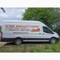 Малина, ягода малини
